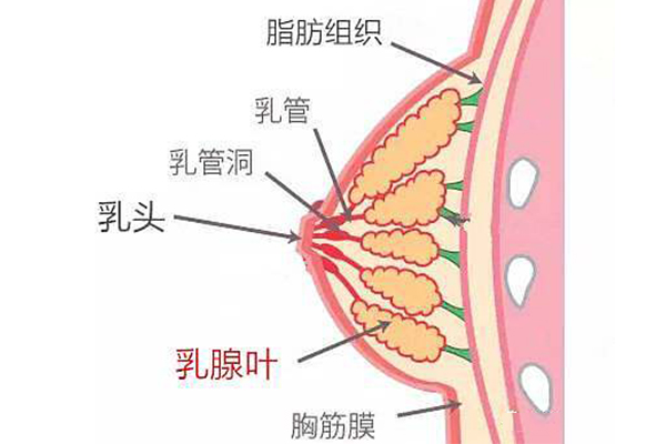 乳腺增生